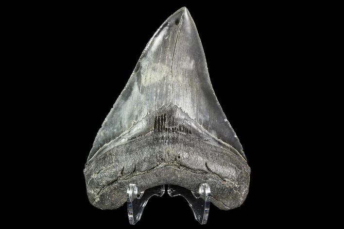 Serrated, Fossil Megalodon Tooth - Georgia #111513